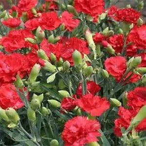 Carnation- Grenadin- Scarlet- 50 Seeds- New