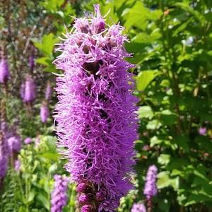 Liatris Blazing Star Perennial Seeds - Native Plant Wildflower - for the Insects