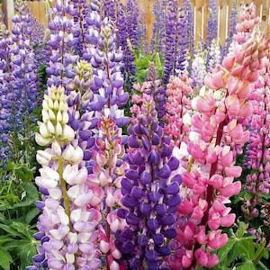 Russel Lupine SEEDS mixed colors will bloom first year Dizzy Bees Urban Garden *combined shipping*