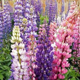 Russel Lupine SEEDS mixed colors will bloom first year Dizzy Bees Urban Garden *combined shipping*