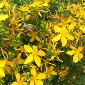 100 Pcs Organic  St John's Wort Herbal Seeds-HYPERICUM PERFORATUM / P031