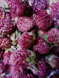 Globe Amaranth Flowers - Gomphrena globosa Dried Organic Apothecary Crafts Wicca