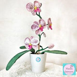 Mixrosa Orchid