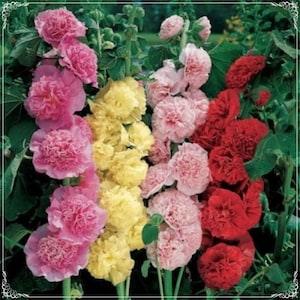 15 Seeds Mixed Rose Marshmallow Flower Seed, Hollyhock, Natural, Non GMO, Heirloom, Alcea rosea, Rose Papale