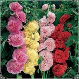 15 Seeds Mixed Rose Marshmallow Flower Seed, Hollyhock, Natural, Non GMO, Heirloom, Alcea rosea, Rose Papale