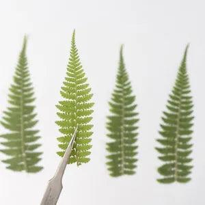 12PCS Real Pressed Dry Leaves, Floral Supply for art craft FSS16