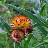 Strawflower seeds,  mixed colors 2022