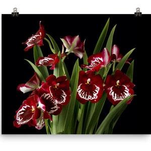 Red Miltonia Orchid Print Miltoniopsis Orchid Poster Pansy Orchid Wall Art