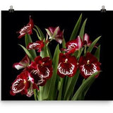 Red Miltonia Orchid Print Miltoniopsis Orchid Poster Pansy Orchid Wall Art
