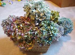 9 Dried Hydrangea Flowers Blue, Purple  & Green, 5"+ long stems