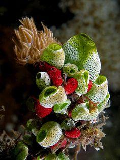 Bouquet of Sea Squirts Flower Delivery