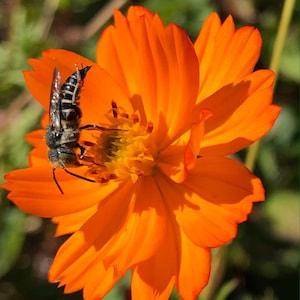 Tango Cosmos Seeds - Cosmos sulphureus - Orange Cosmos - Sulphur Cosmos - natural dye, pollinators, cut flowers