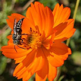 Tango Cosmos Seeds - Cosmos sulphureus - Orange Cosmos - Sulphur Cosmos - natural dye, pollinators, cut flowers
