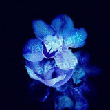Orchid Blue Vibes