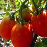 50 Seeds-Organic Roma Tomato -Z025-Non GMO- SOLANUM LYCOPERSICUM