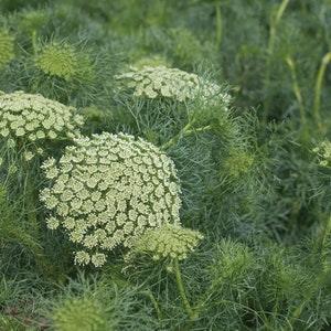 100 Green Mist Flower Seeds / Ammi Majus / Bouquet Flower / Cut Flower / Queen Anne's Lace / English Garden / Cottage Flower / Wedding