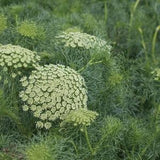 100 Green Mist Flower Seeds / Ammi Majus / Bouquet Flower / Cut Flower / Queen Anne's Lace / English Garden / Cottage Flower / Wedding