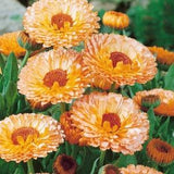 Pink Calendula Flower Seeds - Grow Beautiful Flowers Indoors, Outdoors, In Pots, Grow Beds, Soil, Hydroponics & Aquaponics