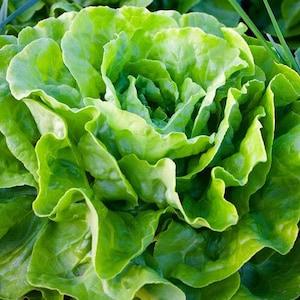 200+ Tom Thumb Organic Lettuce Seeds -A102- Heirloom Variety-Lactuta Sativa- Organic (Non GMO) Highly Delicious!