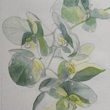 Sunlit orchids painting, white orchids painting, transparent orchids, orchids in the sunlight, white orchids, transparent white orchids