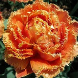 Tulip Bulbs Fresh Garden Bulbs All Season Planting Available 10PCS Exotic Flower