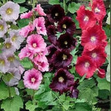 Four Colors - HOLLYHOCK SEEDS- HEIRLOOM. Fresh from summer of 2023