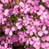 PERENNIAL |  ROCK SOAPWORT | 30 - 40 Seeds | Attracts Hummingbirds & Pollinators | Soapmaking