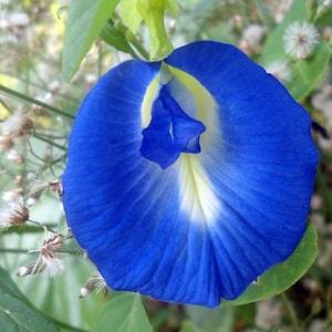 Blue Butterfly Pea | Clitoria Ternatea Flower Seeds Non-GMO, Open Pollinated, Heirloom for Hydroponics, Aquaponics, Soil,Raised Bed -1196
