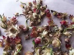 strawflowers mini organic straw flowers grown in Maine 75 heads assorted colors