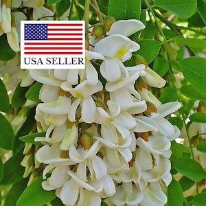 Robinia pseudoacacia 50 Seeds - Gaggia Robinia Black Locust false acacia