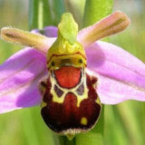 20pcs Laughing Bumble Bee Orchid (Ophrys bomybliflora) Flower Seeds Plant Seed (code 57)