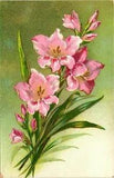 Antique Postcard Made In Germany Pink Lilies Embossed Gilded Unposted