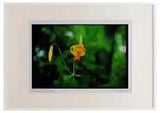 Wild Flowers Plants 013115 Yellow Tiger Lily Watercolour Picture Frame