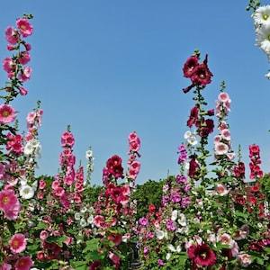 Hollyhock Flower Seeds- mixed colors - Long blooming