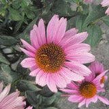 Bravado Echinacea / Coneflower | 25 Seeds | Pink Perennial for the Flower Garden  | 3 - 4 Ft Tall x 1.5 - 2 Ft Wide | Full Sun/Part Sun