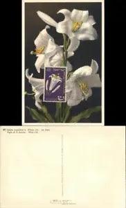 Flowers White Lily Maximum Card Chrome Postcard foreign stamp stamp Vintage