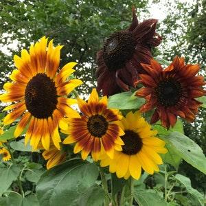 Autumn Beauty Mix - Sunflower Seeds - Open-Pollinated for Seed Saving - Non-Hybrid & Non-GMO - Heirloom Canada Flower Seeds