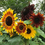 Autumn Beauty Mix - Sunflower Seeds - Open-Pollinated for Seed Saving - Non-Hybrid & Non-GMO - Heirloom Canada Flower Seeds