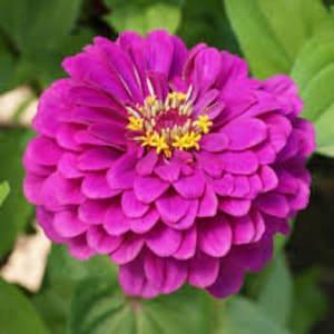 Purple Prince Zinnia Seeds 20 count