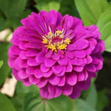 Purple Prince Zinnia Seeds 20 count