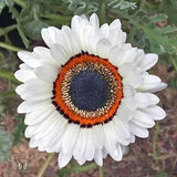 50 WHITE Zulu Prince CAPE DAISY Venidium Fastuosum Alba Flower Seeds