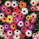 Ice Plant- Livingston Daisy- Mixed colors-  100 Seeds -    - New