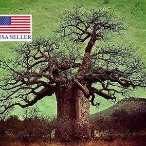 Adansonia Digitata 10 Seeds - African Baobab Tree - Excellent Bonsai