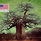 Adansonia Digitata 10 Seeds - African Baobab Tree - Excellent Bonsai