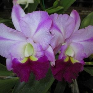 Fragrant Orchid Cattleya BLC Robert Choice "DEE" live plant