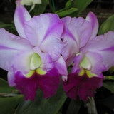 Fragrant Orchid Cattleya BLC Robert Choice "DEE" live plant