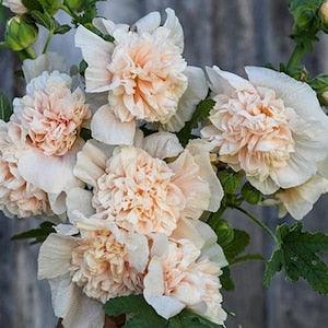 10 Champange Pink Double Hollyhock Seeds /  Alcea Rosea Flower Seeds / Biennial / English Garden / Pom Pom / Wildflowers