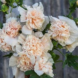 10 Champange Pink Double Hollyhock Seeds /  Alcea Rosea Flower Seeds / Biennial / English Garden / Pom Pom / Wildflowers