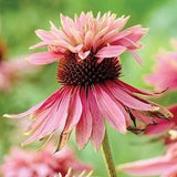 5 + Seeds Echinacea Purpurea DOUBLE DECKER Pink Coneflower - perennial
