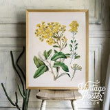Vintage Yellow, Botanical Flower, Flower Vintage Poster, Plant Leaves Antique, Tropical Poster, up to 24